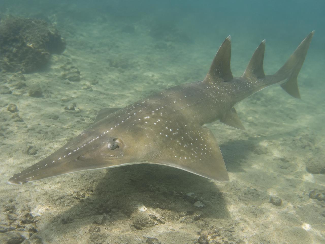 African Wedgefish