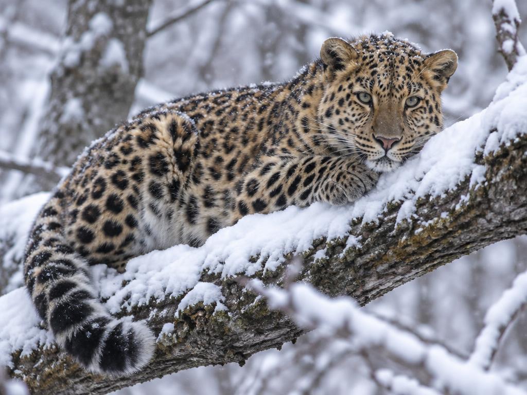 Amur Leopard