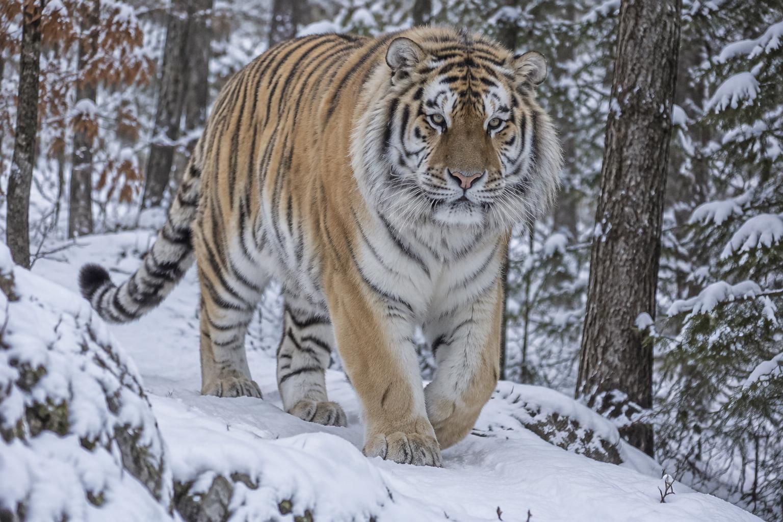 Amur Tiger