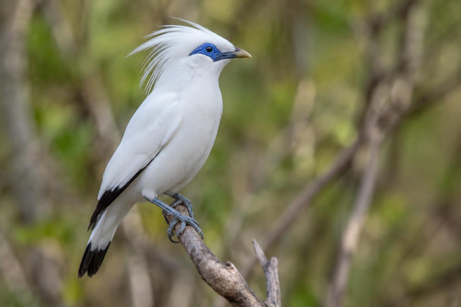 Bali Myna