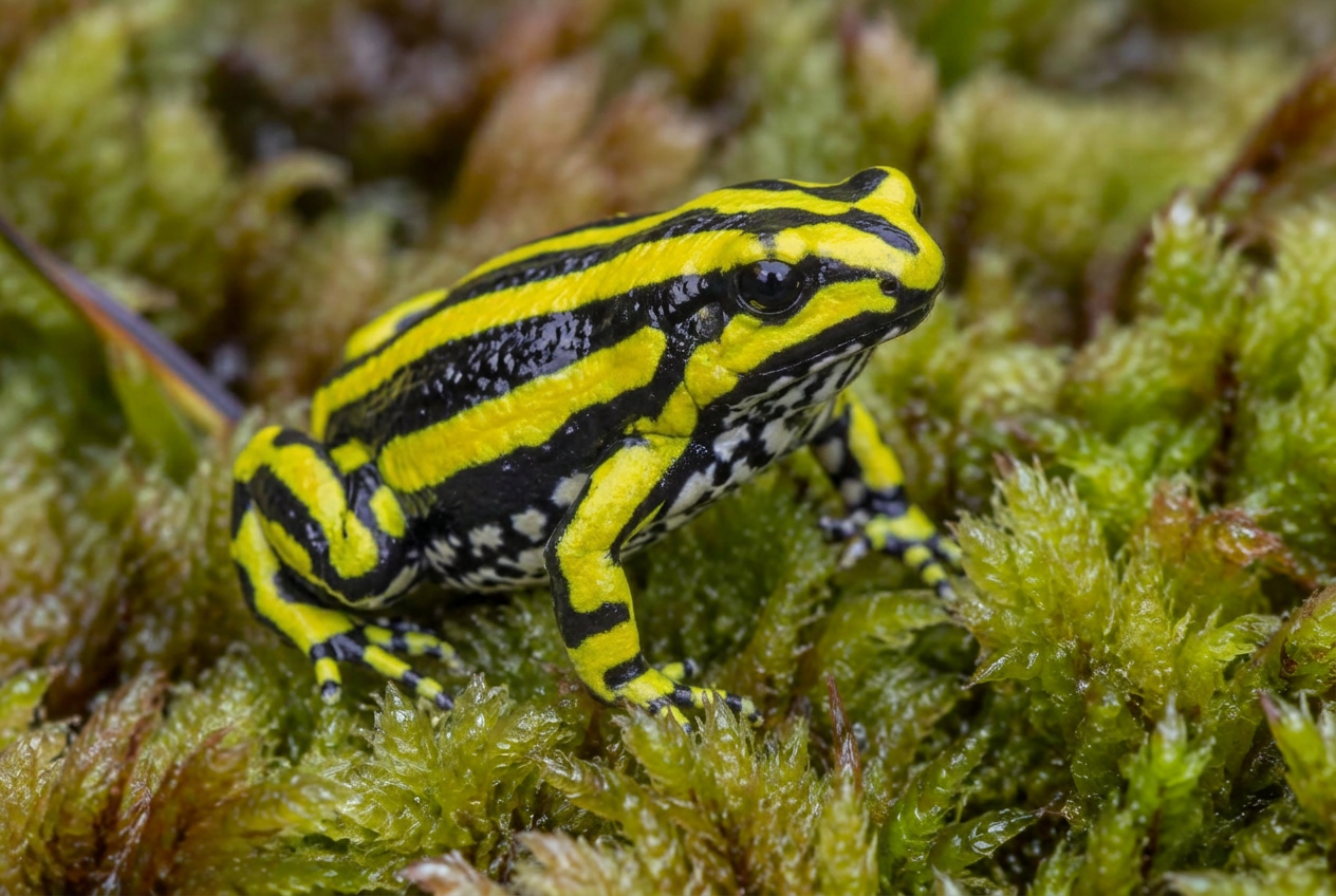 Southern Corroboree Frog