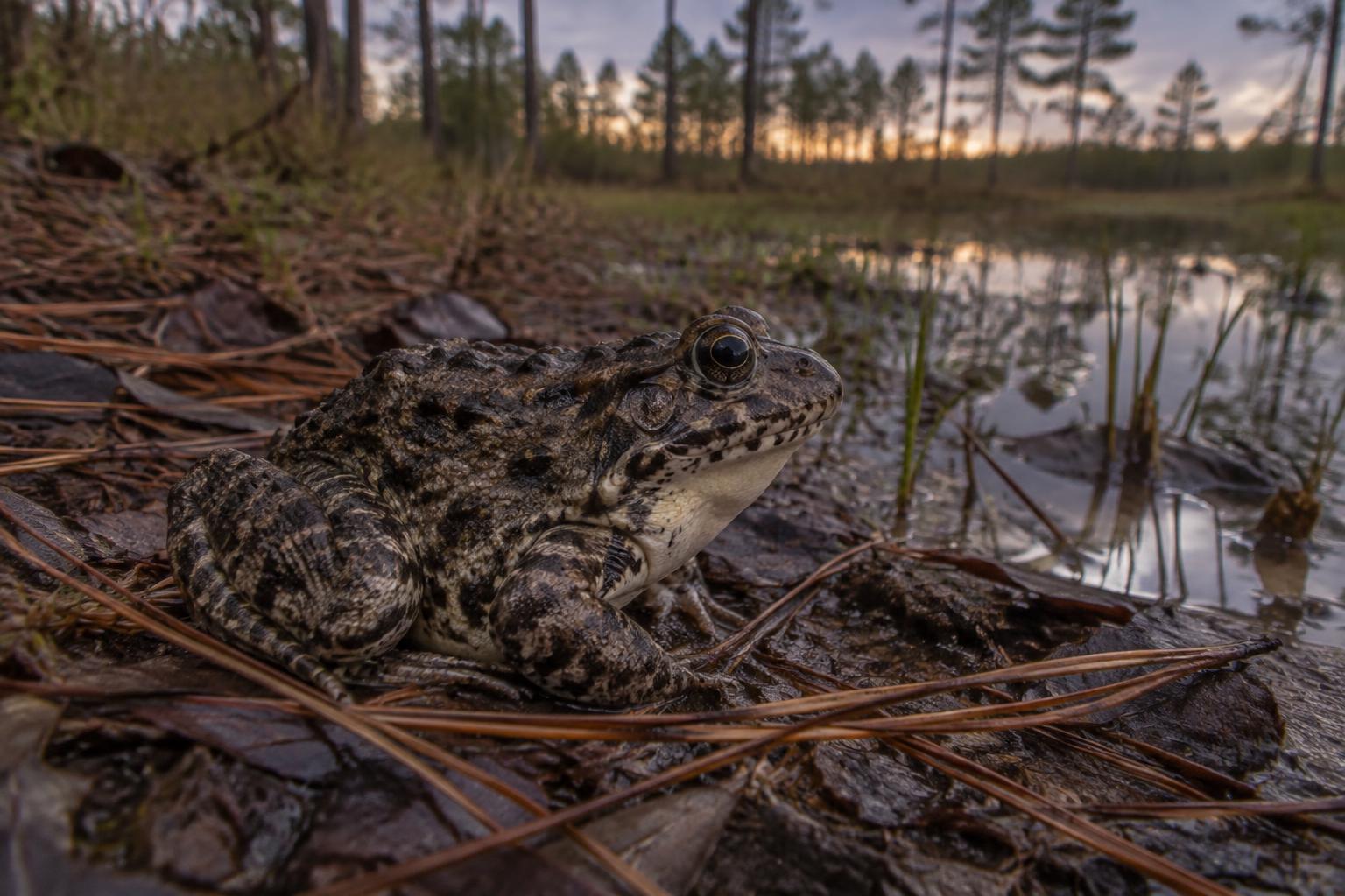 Dusky Gopher Frog