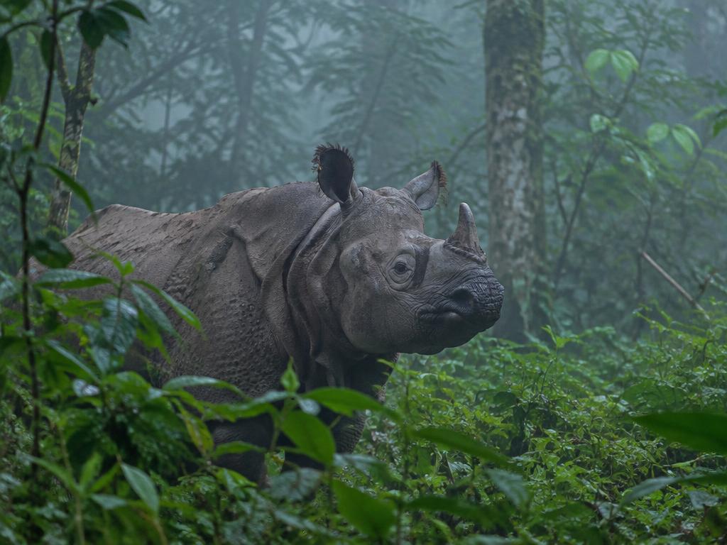 Javan Rhino