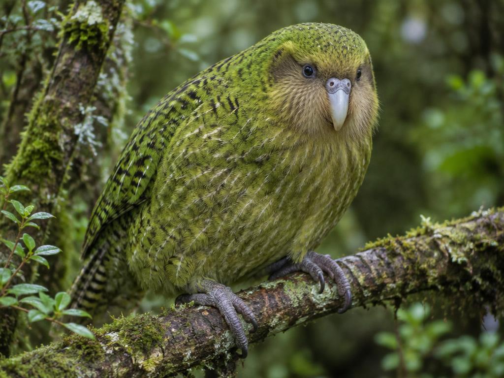 Kākāpō