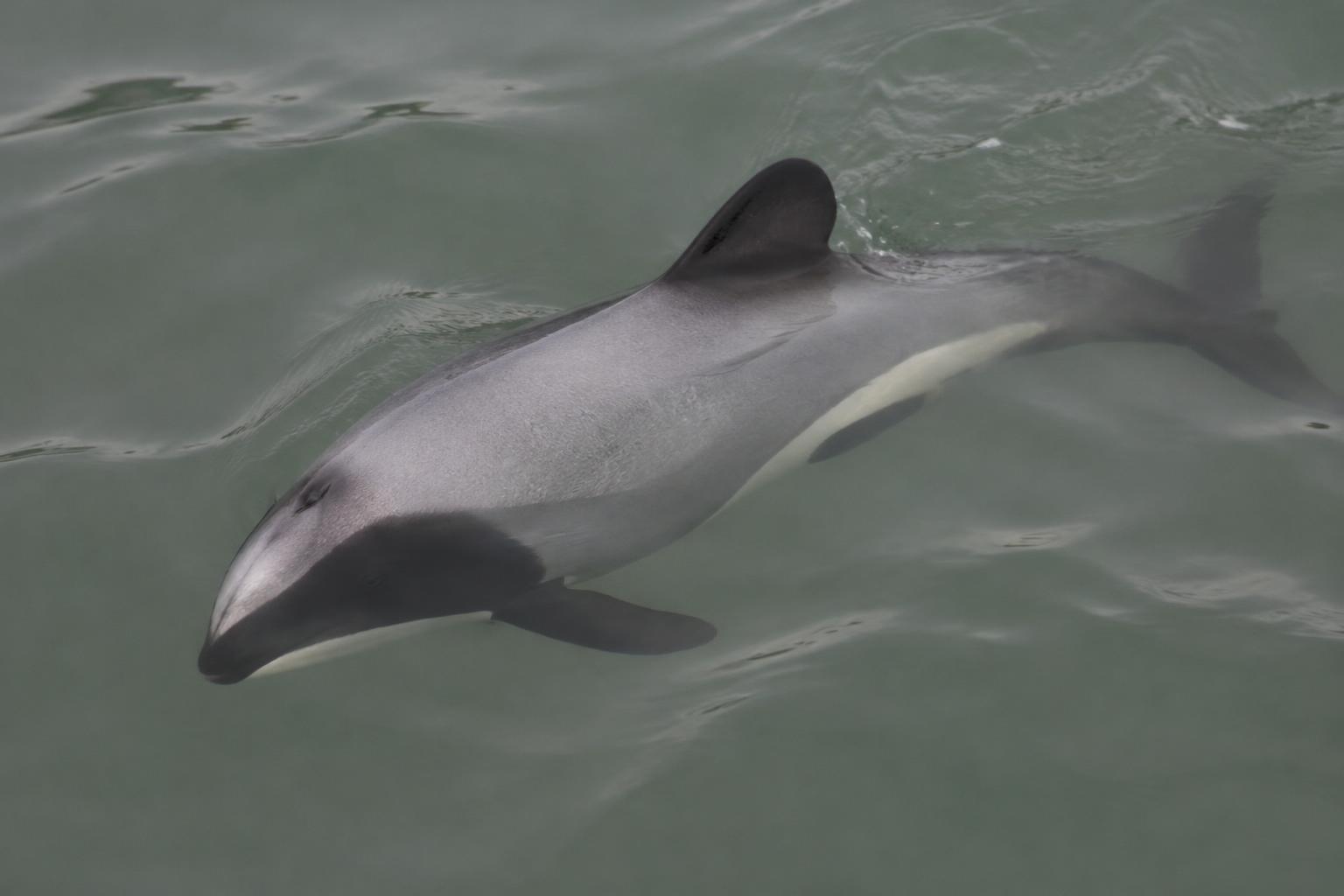 Māui Dolphin