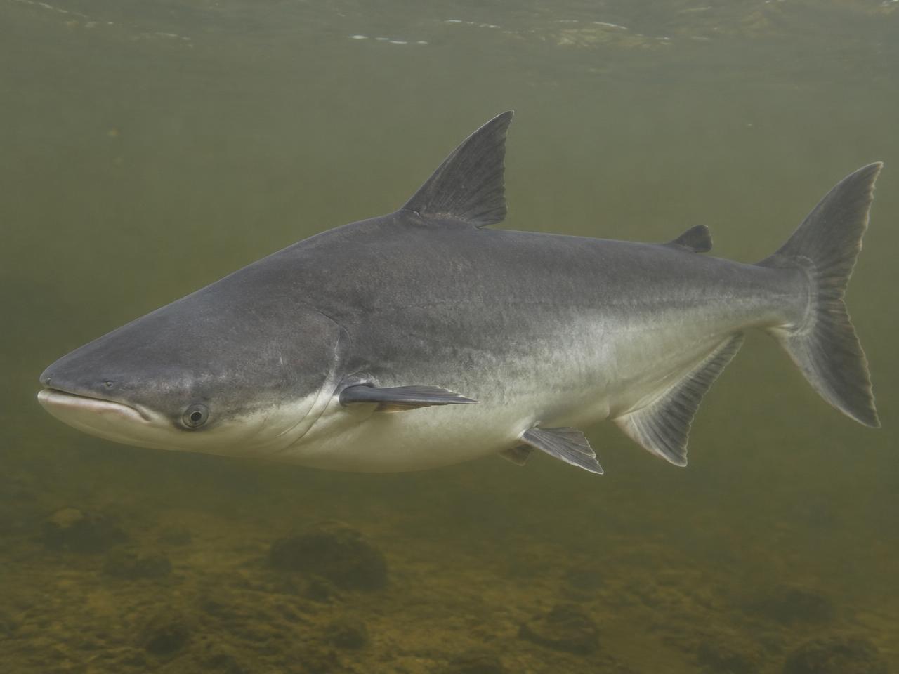 Mekong Giant Catfish