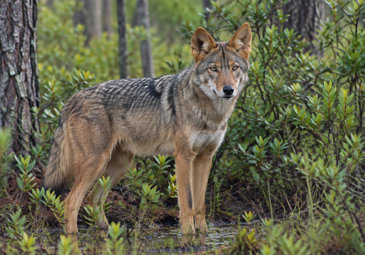 Red Wolf