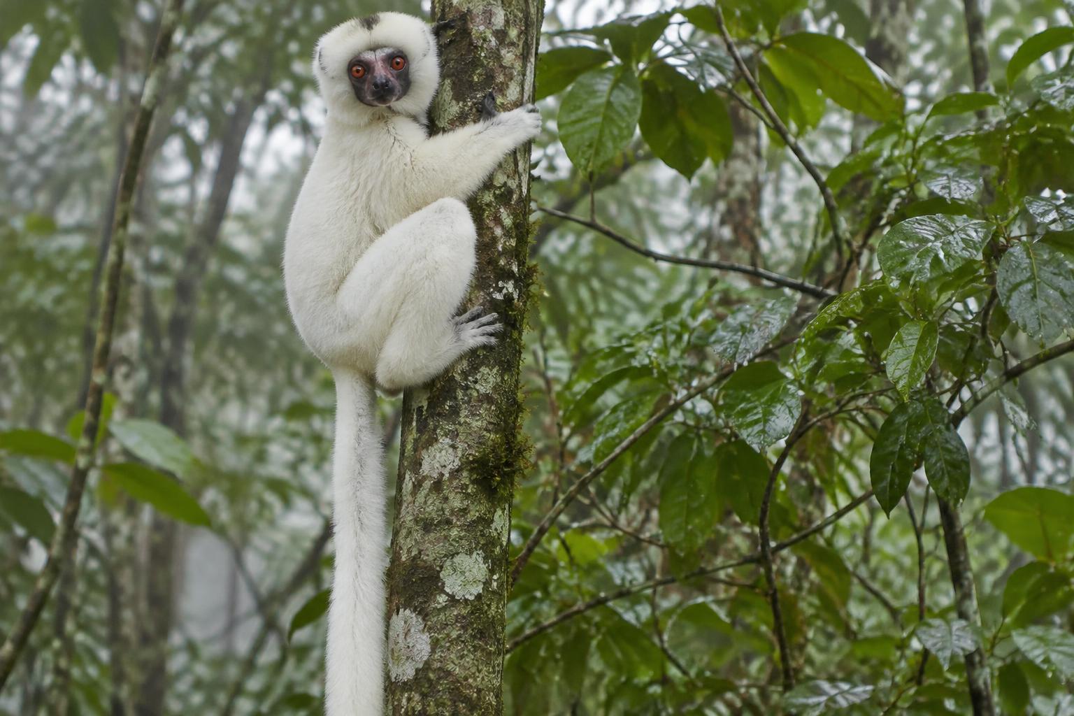 Silky Sifaka
