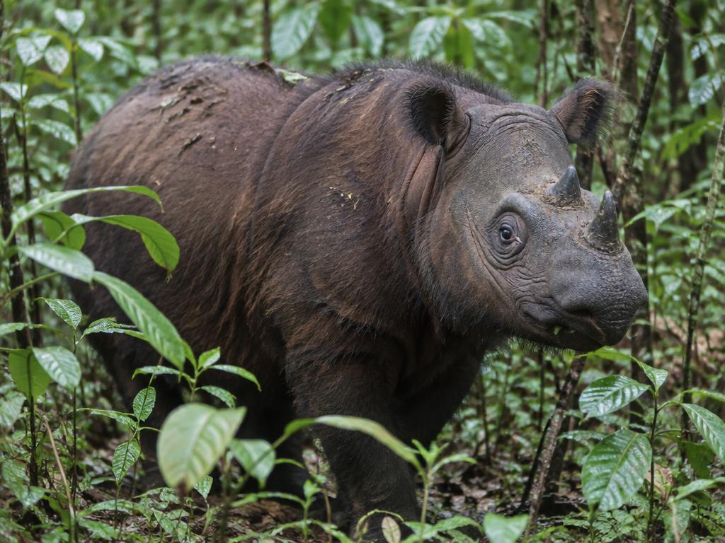 Sumatran Rhino