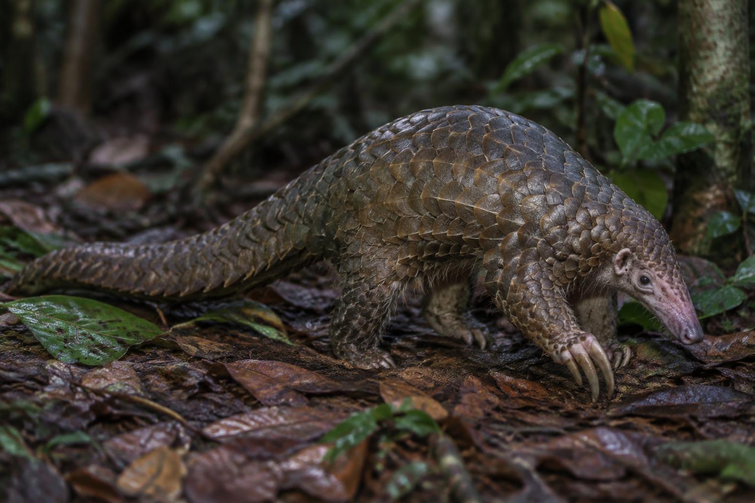 Sunda Pangolin