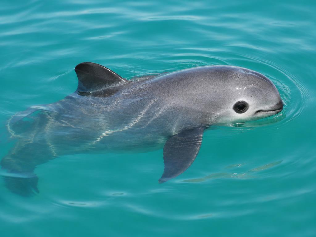 Vaquita