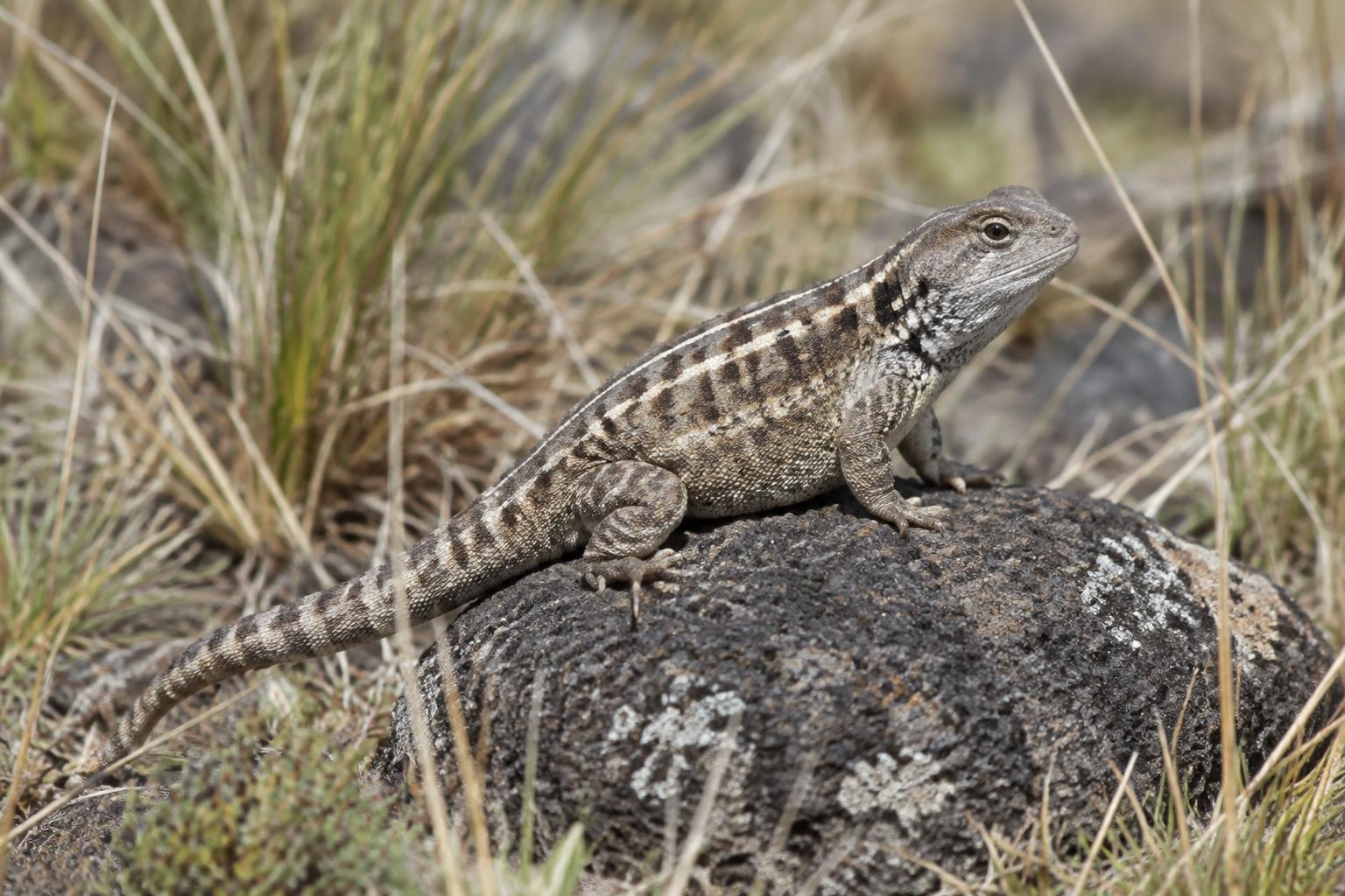 Victorian Grassland Earless Dragon